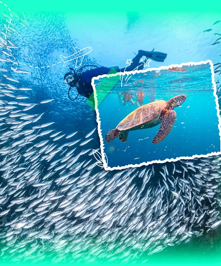 Tour Biển Đảo Philippines: Cebu – Oslob – Moalboal 4N4Đ | Khởi Hành Hồ Chí Minh