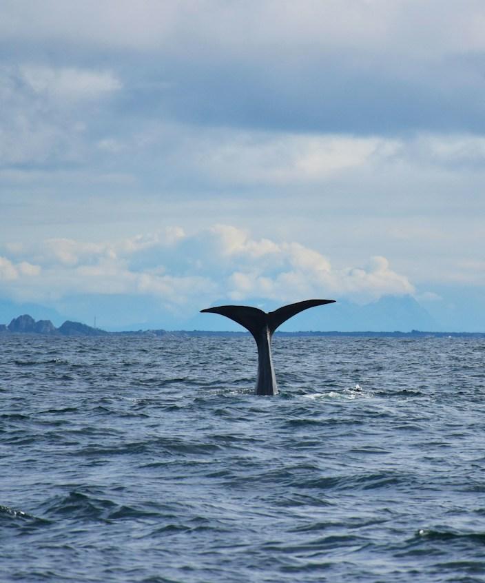 knowledge
