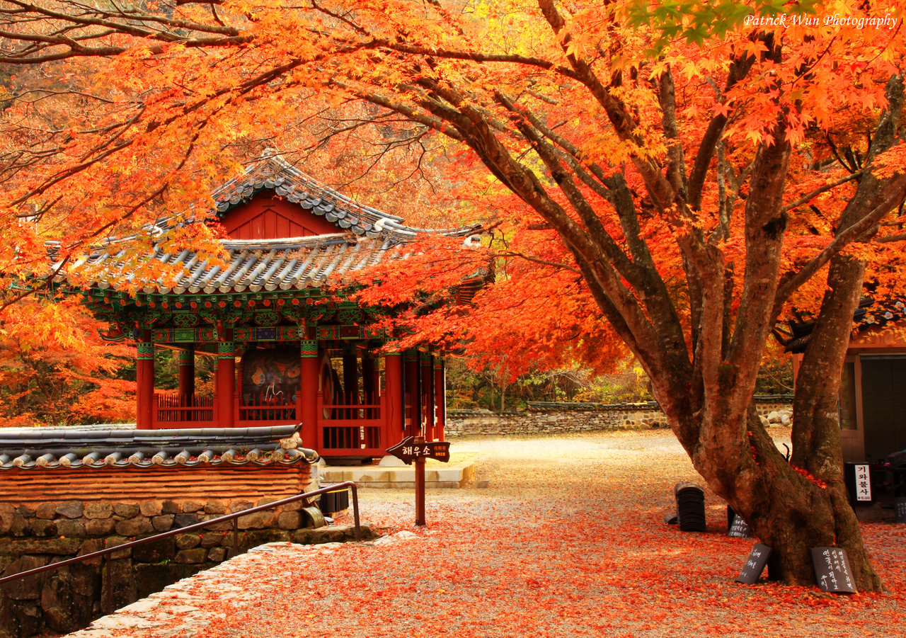 VÌ SAO NÊN DU LỊCH NHẬT BẢN MÙA THU, mùa thu lá đỏ Nhật Bản