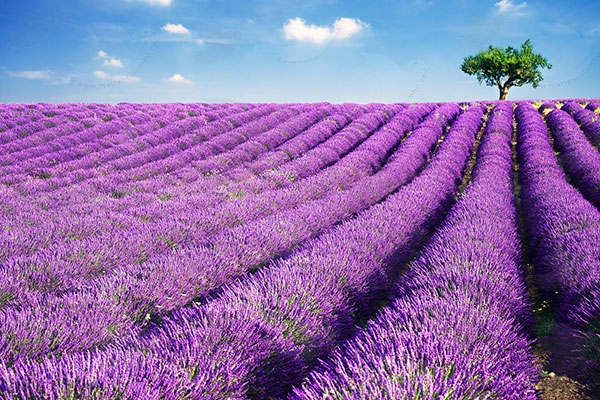 Scotland mùa hoa lavender là điểm đến tuyệt vời cho những tín đồ yêu hoa. Với màu tím nhạt của hoa, bạn sẽ cảm thấy tràn đầy năng lượng và bình yên khi ngắm nhìn những bãi hoa này.
